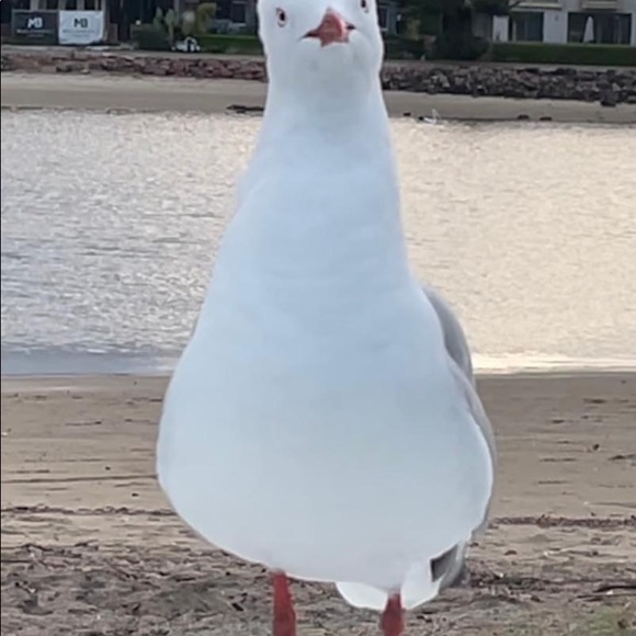 I'm Zola - Picture 1 of 1